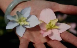 Tuff Stuff Ah-Ha Mountain Hydrangea - 3 Gallon Pot -Garden Plant Store Hydrangea Tuff Stuff 3