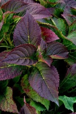 Tuff Stuff Ah-Ha Mountain Hydrangea - 3 Gallon Pot -Garden Plant Store Hydrangea Tuff Stuff 4