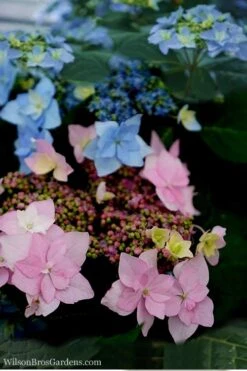 Tuff Stuff Ah-Ha Mountain Hydrangea - 3 Gallon Pot -Garden Plant Store Hydrangea Tuff Stuff 5