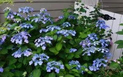Twist-N-Shout Endless Summer Hydrangea - 1 Gallon Pot -Garden Plant Store Hydrangea Twist N Shout Blue Flowers 3