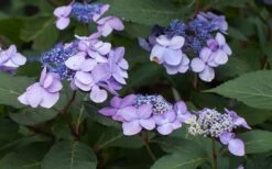 Twist-N-Shout Endless Summer Hydrangea - 1 Gallon Pot -Garden Plant Store Hydrangea Twist N Shout Lavender Flowers 2