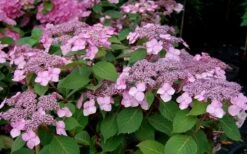 Twist-N-Shout Endless Summer Hydrangea - 3 Gallon Pot -Garden Plant Store Hydrangea Twist N Shout Pink Flowers 2 1