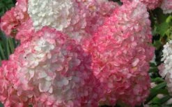 Vanilla Strawberry Hydrangea - 1 Gallon Pot -Garden Plant Store Hydrangea Vanilla Strawberry 2 1