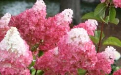 Vanilla Strawberry Hydrangea - 1 Gallon Pot -Garden Plant Store Hydrangea Vanilla Strawberry 3 1