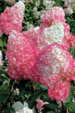 Vanilla Strawberry Hydrangea - 1 Gallon Pot -Garden Plant Store Hydrangea Vanilla Strawberry BS 1