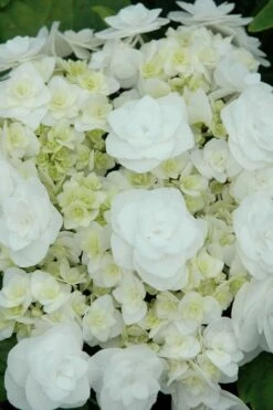Double Delights Wedding Gown Lacecap Hydrangea - 3 Gallon Pot -Garden Plant Store Hydrangea Wedding Gown 2