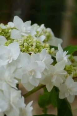Double Delights Wedding Gown Lacecap Hydrangea - 3 Gallon Pot -Garden Plant Store Hydrangea Wedding Gown 4