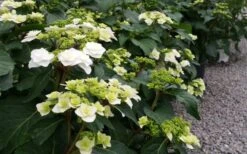 Double Delights Wedding Gown Lacecap Hydrangea - 3 Gallon Pot -Garden Plant Store Hydrangea Wedding Gown 6