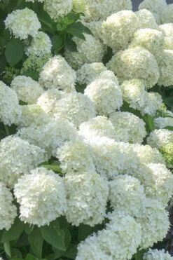 White Wedding Hydrangea - 2 Gallon Pot -Garden Plant Store Hydrangea White Wedding 5 x750