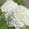 White Wedding Hydrangea - 3 Gallon Pot