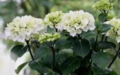 Zebra Hydrangea - 1 Gallon Pot -Garden Plant Store Hydrangea Zebra Flowers