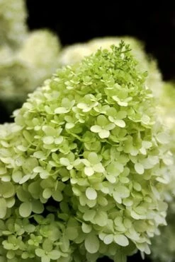 Limelight PeeGee Hydrangea - 7 Gallon Pot (3-4') 12 Limelight PeeGee Hydrangea - 7 Gallon Pot (3-4') -Garden Plant Store Hydrangea limelightf BS