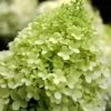 Limelight PeeGee Hydrangea - 6 Pack Of 1 Gallon Pots