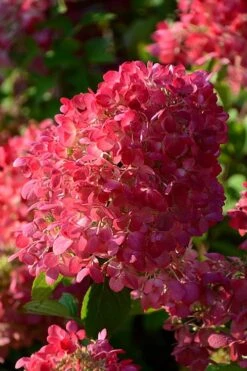 Diamond Rouge Hydrangea - 3 Gallon Pot -Garden Plant Store Hydrangia Diamond Rouge 5