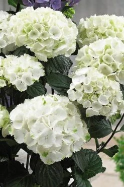 Zebra Hydrangea - 3 Gallon Pot -Garden Plant Store Hydrangrea Zebra 12 1