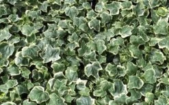 Anne Marie White Variegated Ivy (Hedera Helix) - 6 Pack Of 2.5" Pots 9 Anne Marie White Variegated Ivy (Hedera Helix) - 6 Pack Of 2.5" Pots -Garden Plant Store Ivy Anne Marie 1