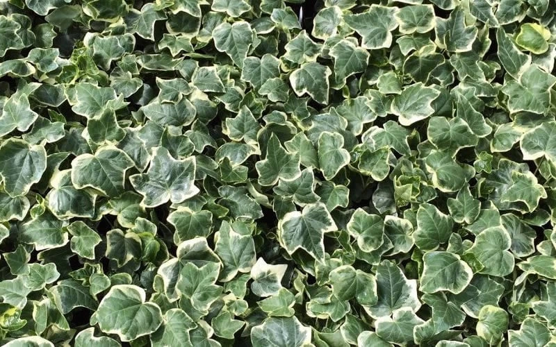 Anne Marie White Variegated Ivy (Hedera Helix) - 10 Count Flat Of Pint Pots 5 Anne Marie White Variegated Ivy (Hedera Helix) - 10 Count Flat Of Pint Pots - Image 5
