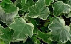 Anne Marie White Variegated Ivy (Hedera Helix) - 5 Pack Of Pint Pots 8 Anne Marie White Variegated Ivy (Hedera Helix) - 5 Pack Of Pint Pots -Garden Plant Store Ivy Anne Marie 50