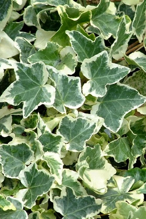 Anne Marie White Variegated Ivy (Hedera Helix) - 6 Pack Of 2.5" Pots 1 Anne Marie White Variegated Ivy (Hedera Helix) - 6 Pack Of 2.5" Pots