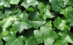 English Ivy (Hedera Helix) - 72 Pack Of 3.5" Pots -Garden Plant Store Ivy English 1