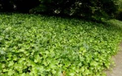 English Ivy (Hedera Helix) - 36 Pack Of 3.5" Pots 9 English Ivy (Hedera Helix) - 36 Pack Of 3.5" Pots -Garden Plant Store Ivy English 2