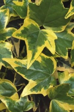 Gold Child Ivy (Hedera Helix) - 6 Pack Of Pint Pots -Garden Plant Store Ivy Gold Child 1
