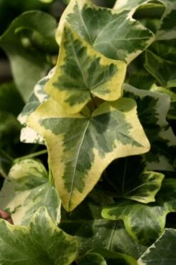 Gold Child Ivy (Hedera Helix) - 10 Pack Of Pint Pots -Garden Plant Store Ivy Gold Child 3 1