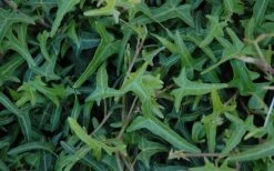 Needlepoint Ivy (Hedera Helix) - 8 Pack Of 2.5" Pots -Garden Plant Store Ivy Needlepoint 50 1