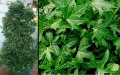 Needlepoint Ivy (Hedera Helix) - 8 Pack Of 2.5" Pots -Garden Plant Store Ivy Needlepoint Combo 1