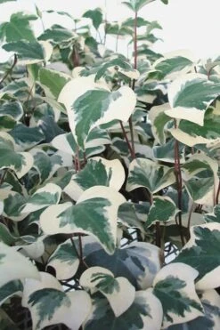 Variegated Algerian Ivy (Hedera Algeriensis 'Gloire De Marengo') - 5 Pack Of Pint Pots 10 Variegated Algerian Ivy (Hedera Algeriensis 'Gloire De Marengo') - 5 Pack Of Pint Pots -Garden Plant Store Ivy Variegated Algerian 500x750 1