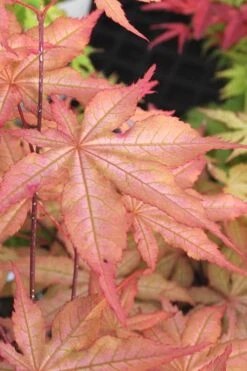 Amber Ghost Japanese Maple - 3 Gallon Pot -Garden Plant Store Japanese Maple Amber Ghost 3
