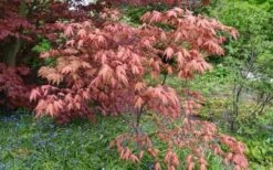 Amber Ghost Japanese Maple - 3 Gallon Pot -Garden Plant Store Japanese Maple Amber Ghost 6
