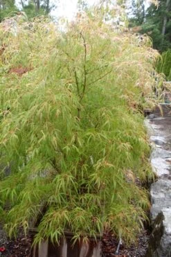 Aoyagi Gawa Strapleaf Japanese Maple - 1 Gallon Pot 7 Aoyagi Gawa Strapleaf Japanese Maple - 1 Gallon Pot -Garden Plant Store Japanese Maple Aoyagi Gawa 1