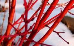 Little Sango' Dwarf Coral Bark Japanese Maple - 5 Gallon Pot -Garden Plant Store Japanese Maple Fjellheim 2