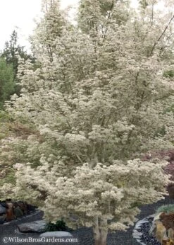 Ukigumo Floating Cloud Ghost Japanese Maple - 7 Gallon Pot 11 Ukigumo Floating Cloud Ghost Japanese Maple - 7 Gallon Pot -Garden Plant Store Japanese Maple Okigumo 15