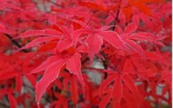 Shirazz Japanese Maple - 5 Gallon Pot (2-3') -Garden Plant Store Japanese Maple Shirazz 10