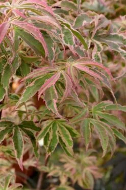 Shirazz Japanese Maple - 5 Gallon Pot (2-3') -Garden Plant Store Japanese Maple Shirazz 13