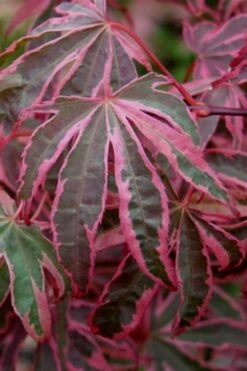 Shirazz Japanese Maple - 5 Gallon Pot (2-3') -Garden Plant Store Japanese Maple Shirazz 6