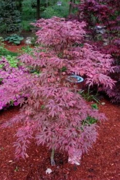Shirazz Japanese Maple - 5 Gallon Pot (2-3') -Garden Plant Store Japanese Maple Shirazz 7