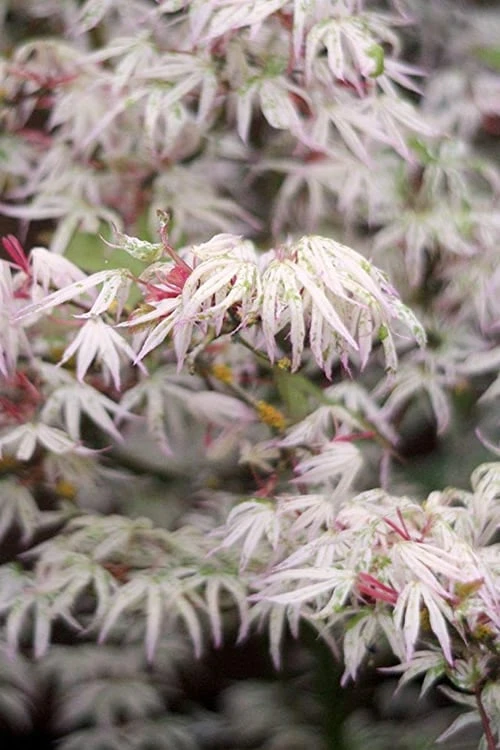 Ukigumo Floating Cloud Ghost Japanese Maple - 7 Gallon Pot 1 Ukigumo Floating Cloud Ghost Japanese Maple - 7 Gallon Pot