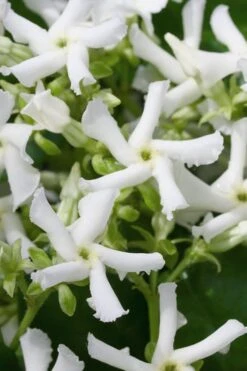 Confederate Jasmine Vine (Trachelospermum Jasminoides) - 3 Gallon Pot