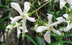 Confederate Jasmine Vine (Trachelospermum Jasminoides) - 3 Gallon Pot -Garden Plant Store Jasmine Confederate Vine