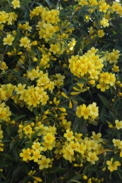 Duet Yellow Jasmine (Jessamine) - 2 Gallon Pot 12 Duet Yellow Jasmine (Jessamine) - 2 Gallon Pot -Garden Plant Store Jasmine Duet 5