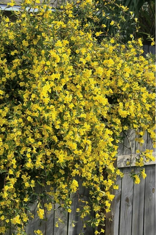 Duet Yellow Jasmine (Jessamine) - 2 Gallon Pot 4 Duet Yellow Jasmine (Jessamine) - 2 Gallon Pot - Image 4