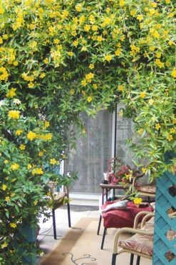 Duet Yellow Jasmine (Jessamine) - 2 Gallon Pot 11 Duet Yellow Jasmine (Jessamine) - 2 Gallon Pot -Garden Plant Store Jasmine Duet 9