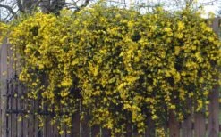 Duet Yellow Jasmine (Jessamine) - 2 Gallon Pot 13 Duet Yellow Jasmine (Jessamine) - 2 Gallon Pot -Garden Plant Store Jasmine Duet On Fence