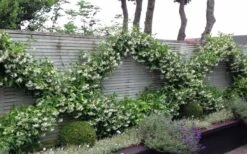 Madison Confederate Jasmine - 6 Pack Of 1 Gallon Pots -Garden Plant Store Jasmine Madison 12