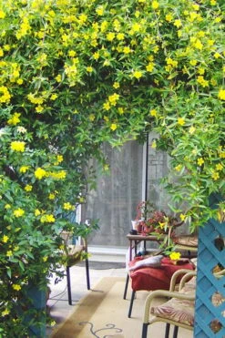 Pride Of Augusta Double Flowering Carolina Jasmine - 2 Gallon Pot -Garden Plant Store Jasmine Pride Of Augusta 2