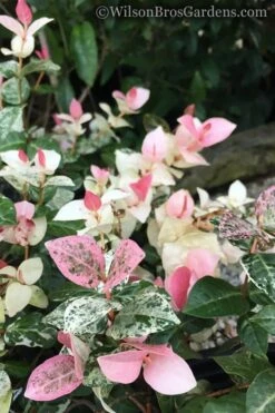 Snow N Summer Asiatic Jasmine - 6 Pack Of 1 Gallon Pots -Garden Plant Store Jasmine Snow n Summer 20