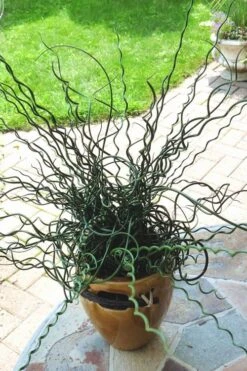 Big Twister Giant Corkscrew Rush (Juncus Effusus) - 1 Gallon Pot -Garden Plant Store Juncus Big Twister 10